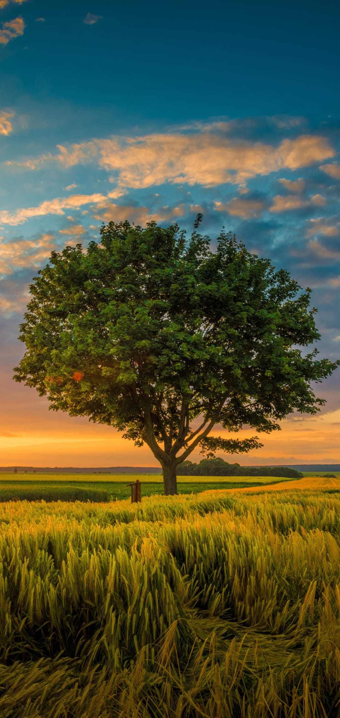 Lush green tree stands alone in a golden wheat field under a vibrant sunset sky with orange and blue clouds.