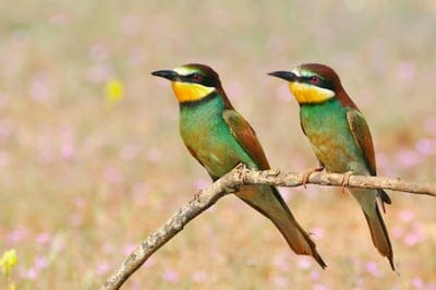 pcheloedki,golgen bee eater,bird,branch
