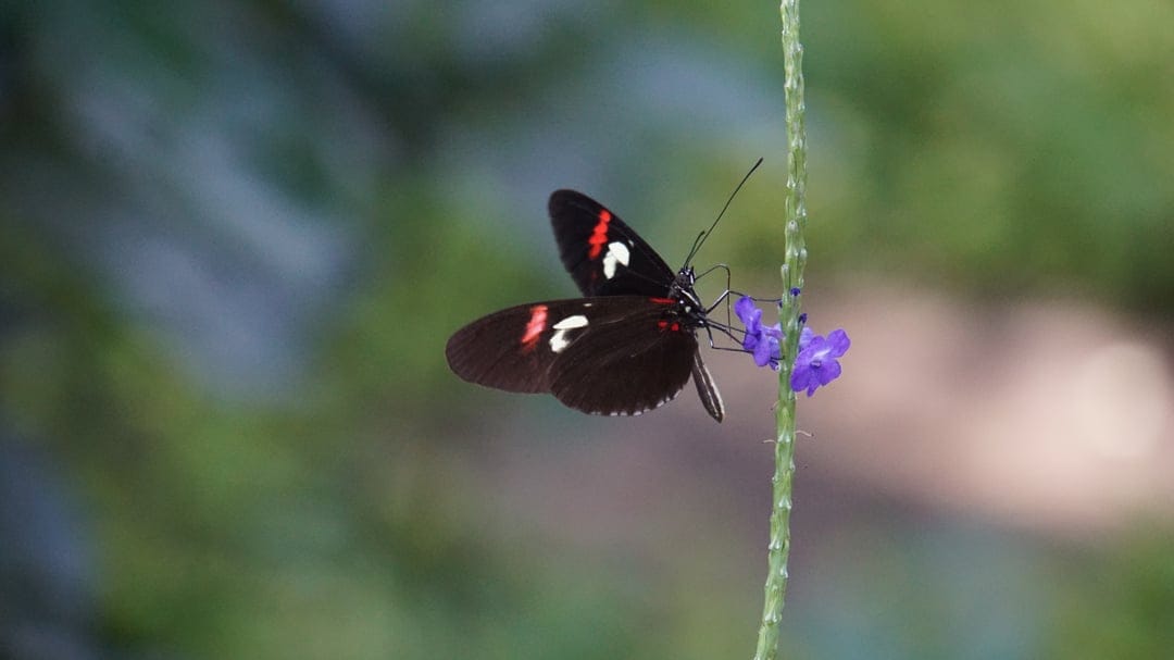 Black butterfly with red spots and white stripes perches on a purple flower against a blurred green background.