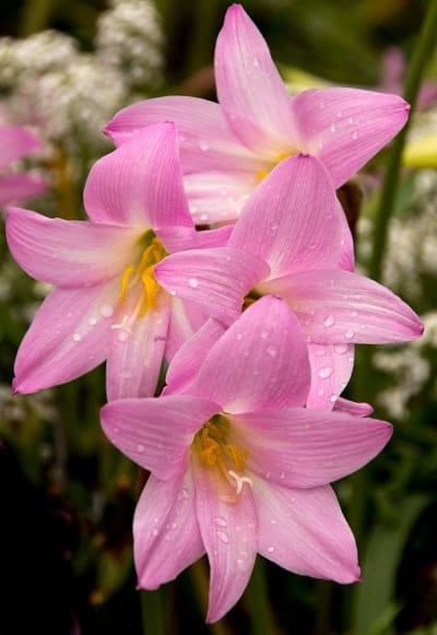 pink rain lilies, Zephyranthes, rain flowers, water droplets, dew drops, pink petals, yellow stamens, floral photography, nature, garden flowers, macro photography, blooming flowers, spring flowers, summer flowers, delicate flowers, pink blossoms, garden photography, botanical, wildflowers, close-up, natural beauty