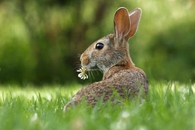 Rabbit wallpaper,Rabbit background,Rabbit,aniaml,pet wallpaper,cute Rabbit wallpaper,iPhone Rabbit wallpaper