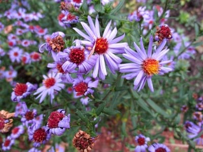 Purple asters with vibrant orange centers display delicate petals against a soft-focus green garden background.