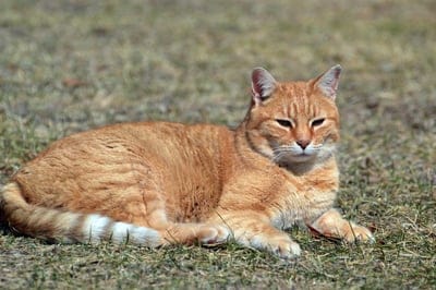 Orange tabby cat reclining on dry golden grass with eyes partially closed under warm, bright natural sunlight.