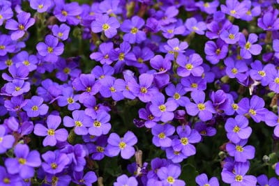 Purple Aubrieta flowers with yellow centers create a dense, textured carpet of spring blossoms in soft sunlight.