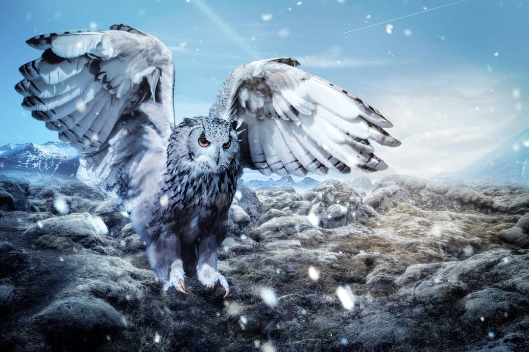 Snowy owl with wings wide open landing on snow-covered rocks in front of blue mountains and falling snowflakes.