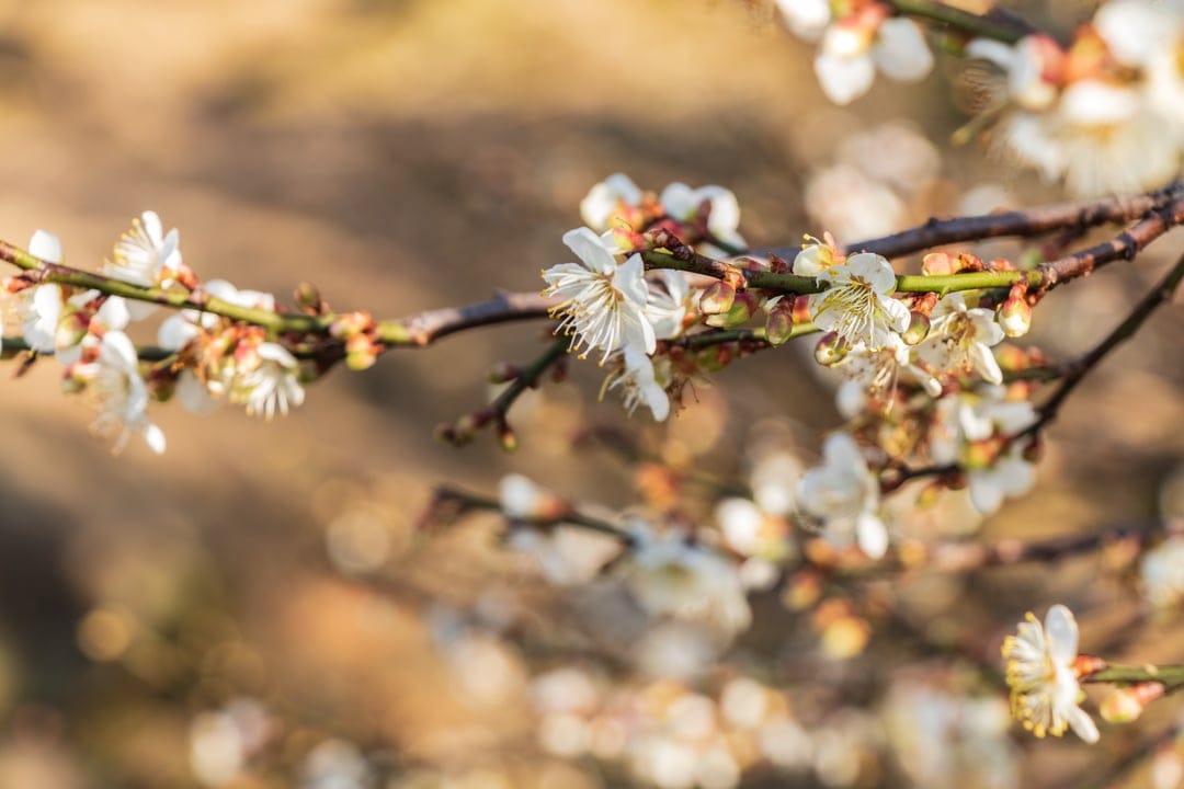 White plum blossoms with yellow stamens bloom on dark twigs against a soft sunlight-dappled bokeh background.