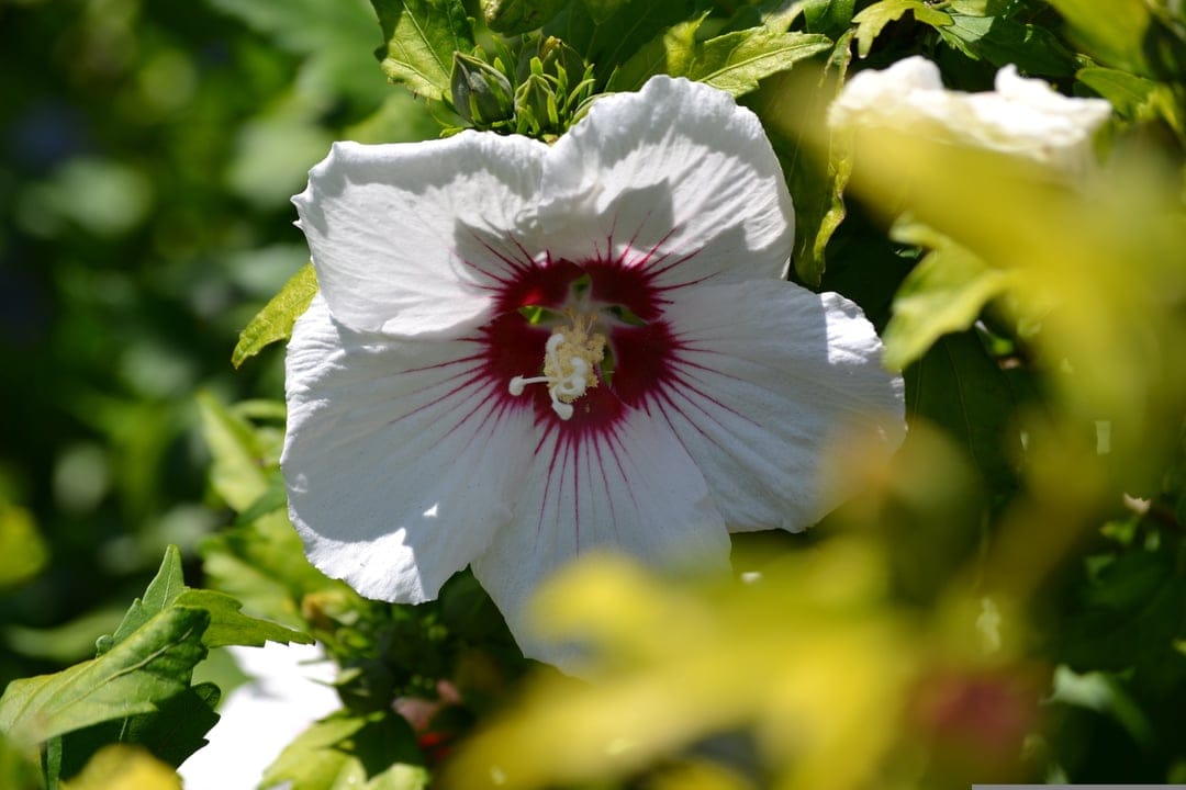 White hibiscus flower with red veins and a crimson center set against a blurred green and yellow background.