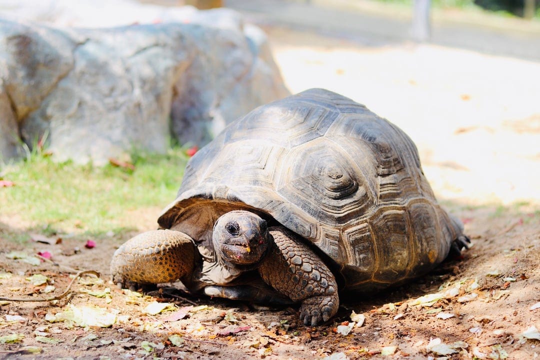 Giant tortoise with a textured shell sits on dry soil near a rock formation in a sunny outdoor setting.