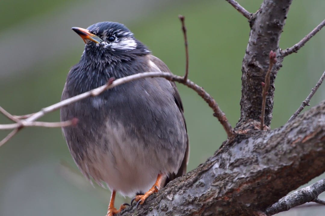 Chestnut-tailed Starling with a white head and dark feathers perching on a textured branch against a soft background.