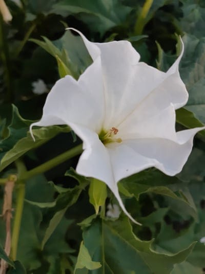 white,flower,nature,flower background,flower wallpaper,beautiful flowers,ivy