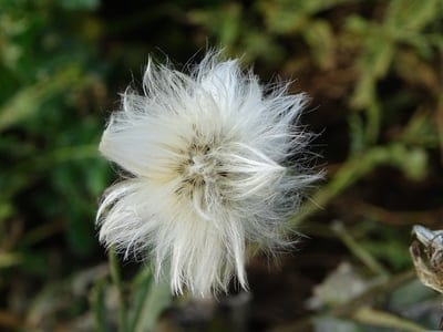 White dandelion seed head showing intricate wispy filaments against a soft green and brown bokeh background.