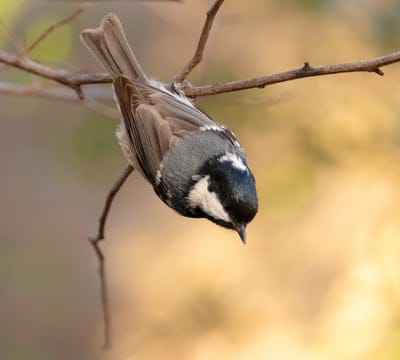 bird,windows wallpaper,wallpaper hd,nature,free background,4k wallpaper,full hd wallpaper,forest,nature background,background,cool backgrounds,desktop backgrounds,4k wallpaper,nature wallpaper,hd wallpaper,beautiful wallpaper,wallpaper 4k,wallpaper,animal