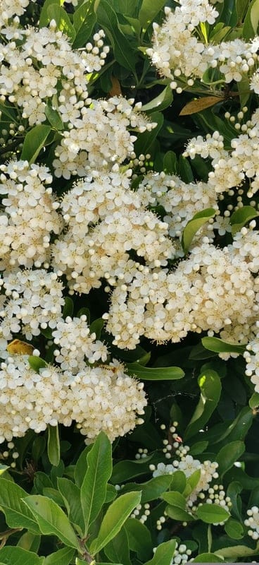 Tiny white flowers in dense clusters cover a green bush with small buds visible in a natural garden setting.