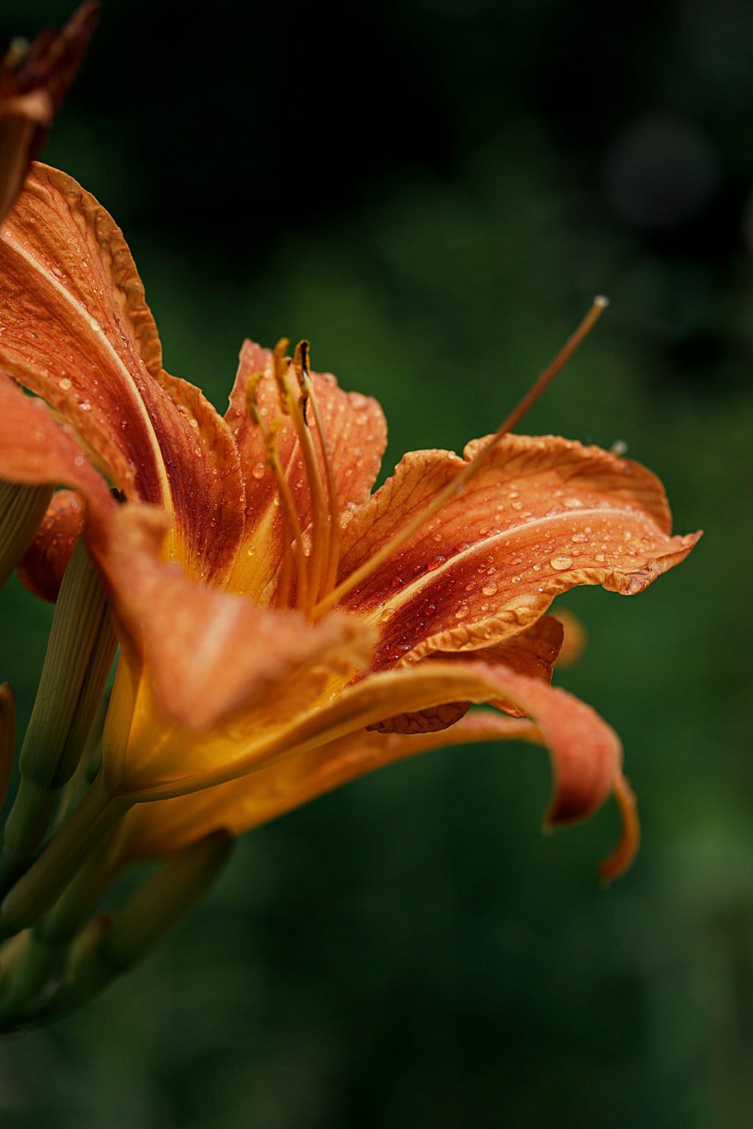 Orange daylily petals with clear raindrops against a dark, out-of-focus green background in soft light.