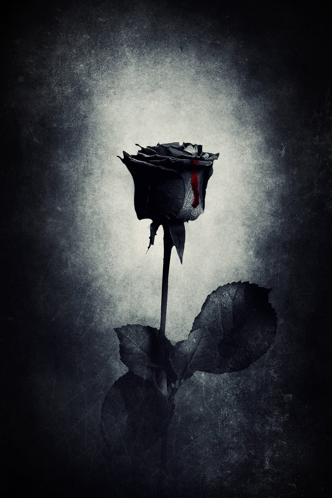 Shadowy black rose with a single red drop falling from a petal against a textured gray and white grunge background