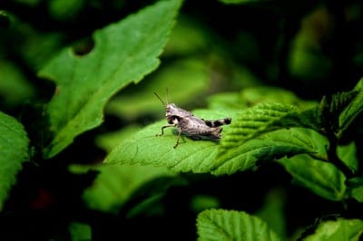 grasshopper,insect,wallpaper 4k,bug,windows wallpaper,leaves,wallpaper hd,laptop wallpaper,hd wallpaper,floral background,cool backgrounds,desktop backgrounds,garden,beautiful wallpaper,full hd wallpaper,free background,animal,background,4k wallpaper,clos