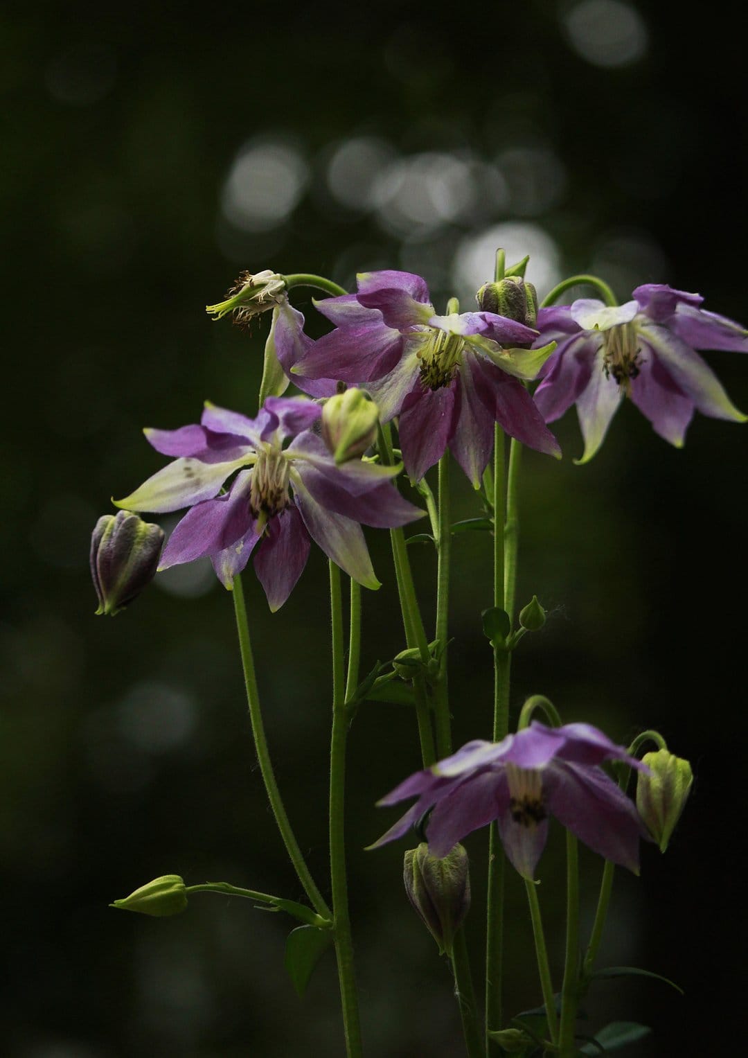 Purple and white columbine flowers with long spurs stand against a dark background with soft golden bokeh spots.