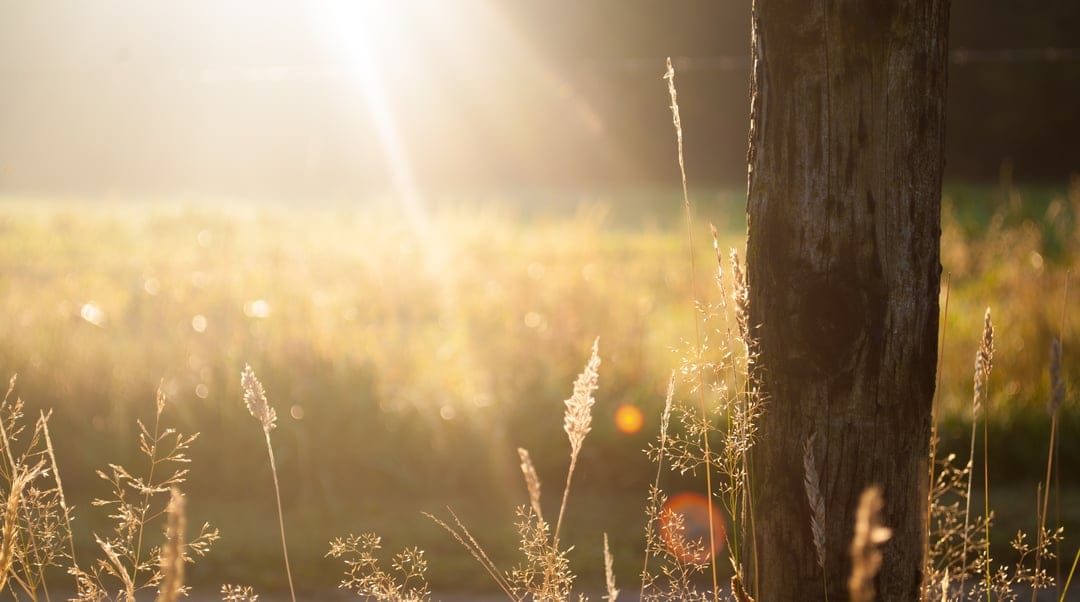 Weathered wooden post stands in a field of tall grass and wildflowers under warm golden hour sunlight glow.