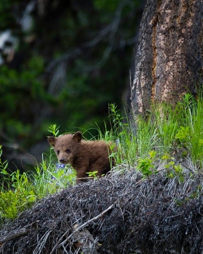 Baby bear wallpaper,Baby bear,bear,cute Baby bear wallpaper,animal wallpaper