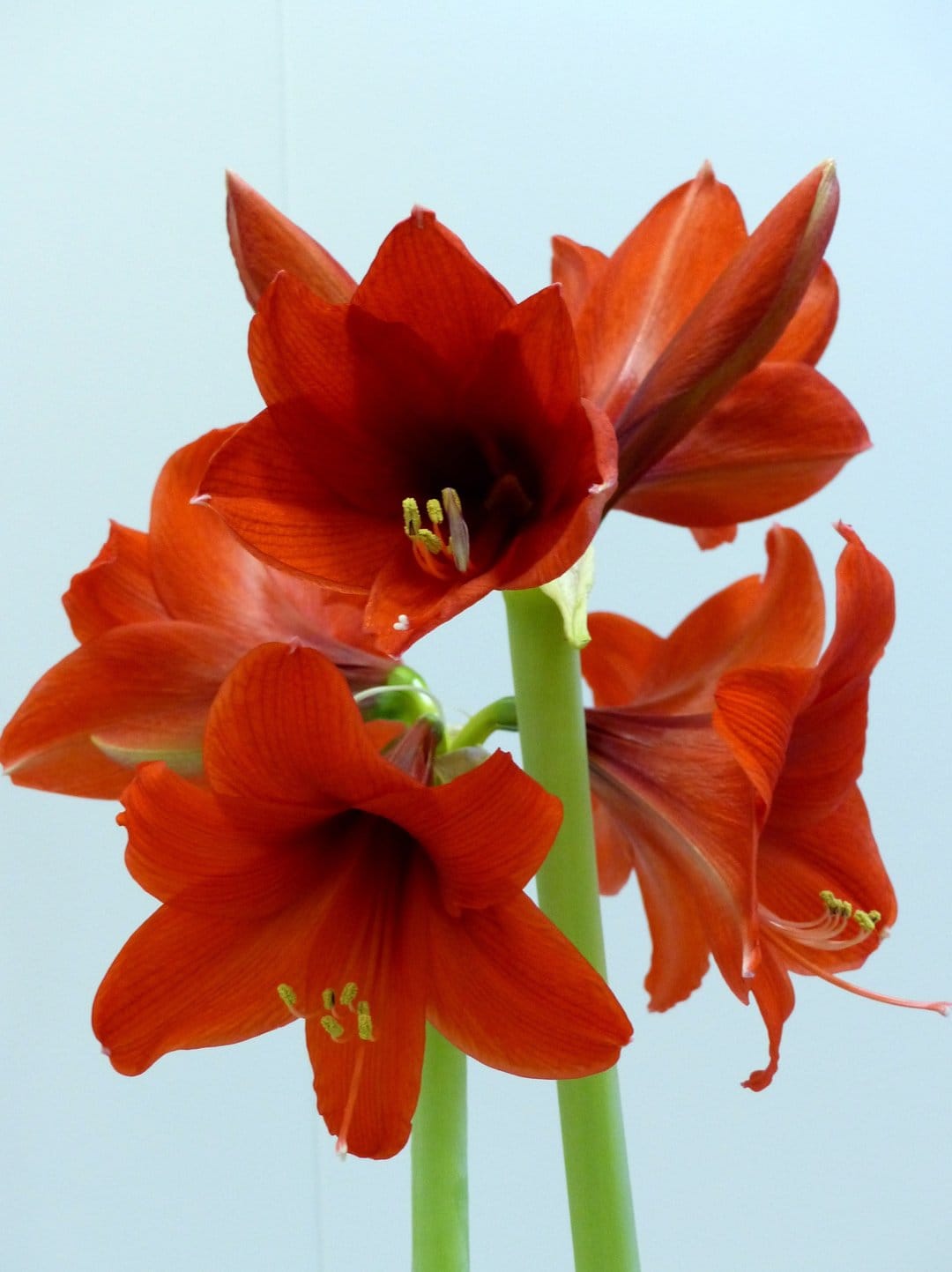 Red amaryllis flowers with detailed stamens bloom against a soft blue background in a close-up portrait view.