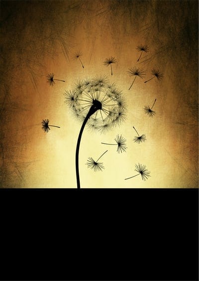 dandelion,flower,wildflower,seeds,beautiful wallpaper,seed head,blowball,samsung wallpaper,common dandelion,iphone wallpaper,bloom,beautiful flowers,ipad wallpaper,mobile wallpaper 4k,phone wallpaper,flower background,blossom,flowering plant,plant,taraxac