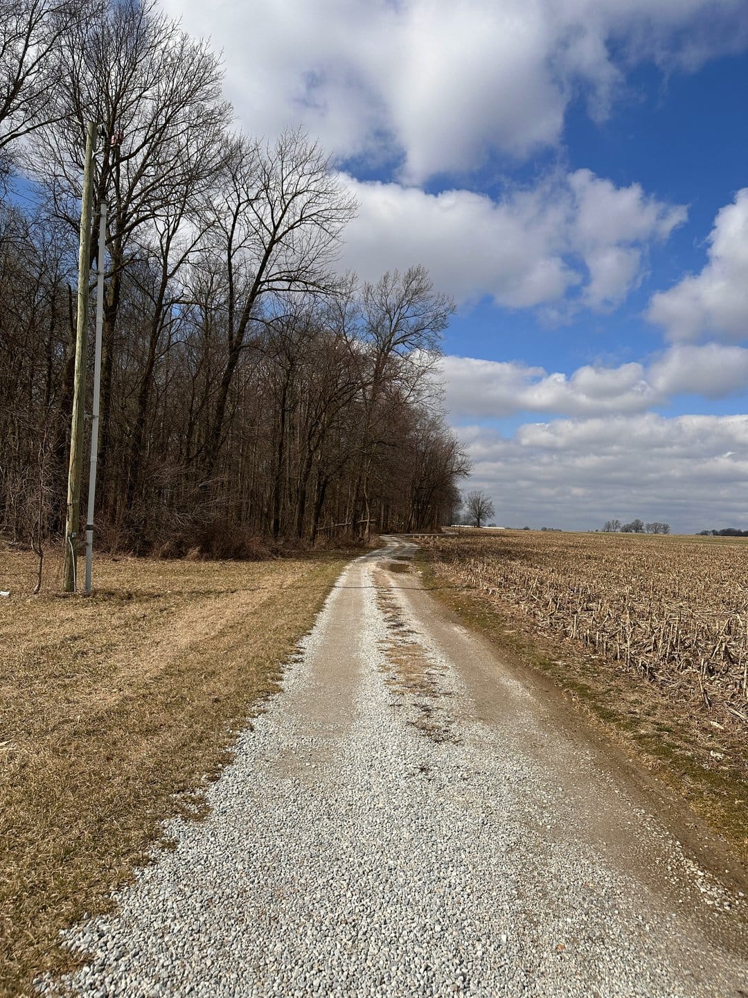 Gravel road leading through dry corn fields toward bare trees under a bright blue sky with white clouds.