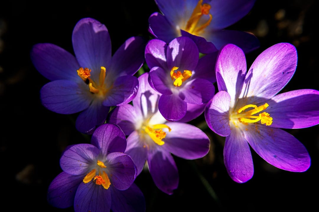 Vibrant purple crocuses with orange stamens stand in bright sunlight against a dark out-of-focus background.