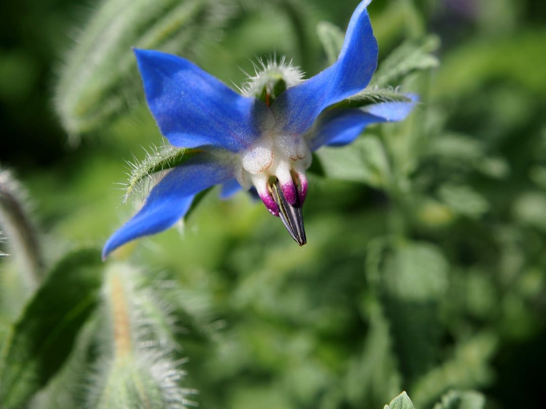 Blue borage flower with star-shaped petals and dark stamens centered against a blurred green leaf background.