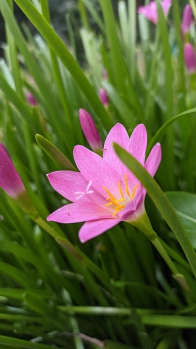 Pink Rain Lily flower with yellow stamens blooms among green grass blades in a focused macro garden scene.