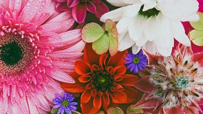 flower,beautiful flowers,flower wallpaper,full hd wallpaper,colorful flowers,blossom,nature,free wallpaper,wallpaper hd,cool backgrounds,4k wallpaper,bloom,to dye,laptop wallpaper,free background,mac wallpaper,hd wallpaper,color theory,wallpaper 4k,multi 