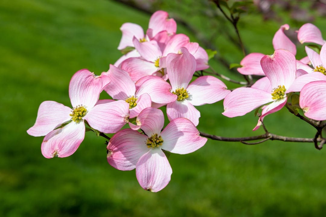 Pink dogwood flowers with notched petals and white centers bloom on a branch over a blurred green background.