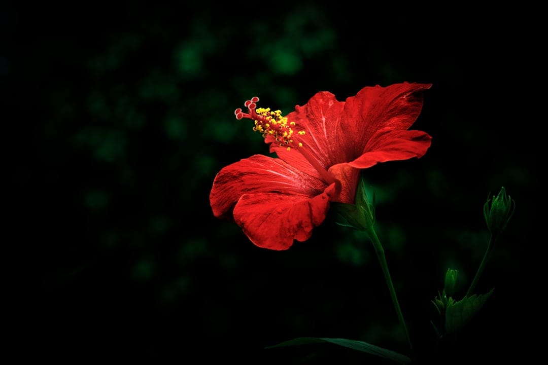 Red hibiscus flower with a yellow stamen and two small buds stands out against a dark green blurred background.