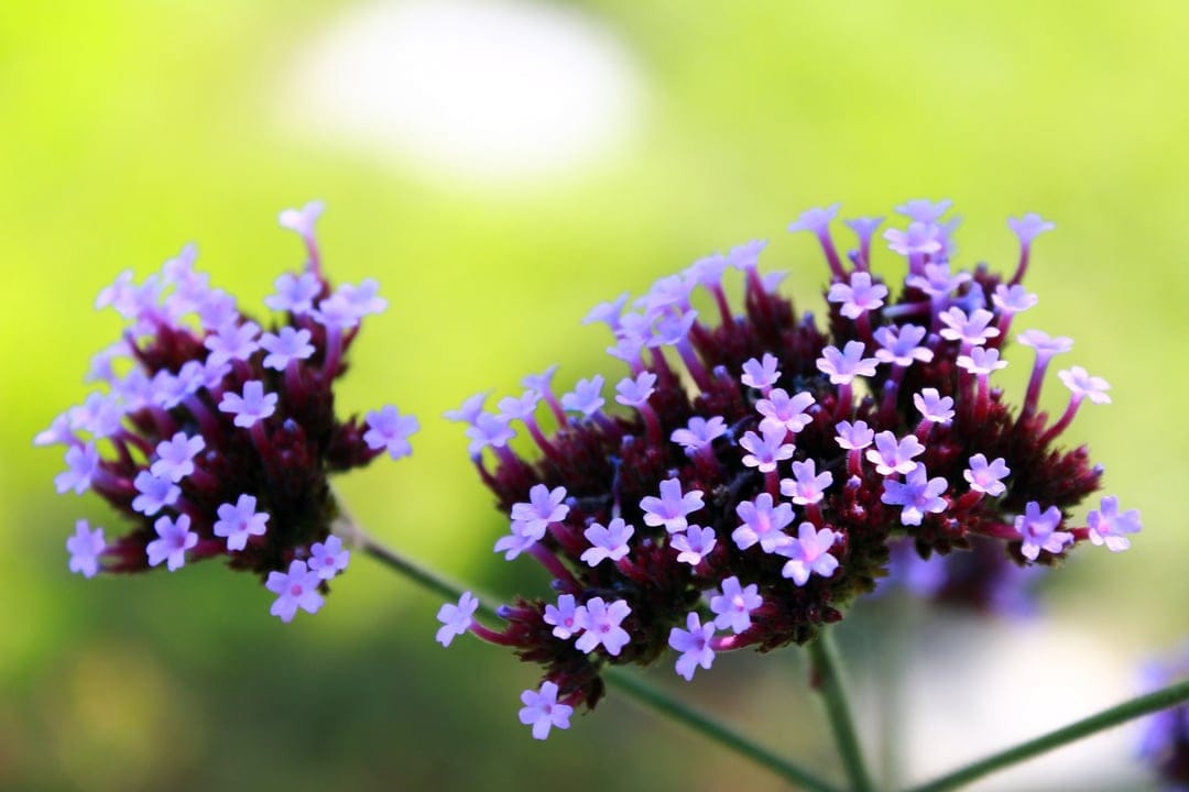 Purple verbena flower clusters show detailed petals and dark spikes against a soft green and white bokeh backdrop.