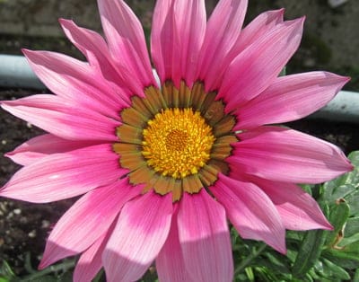 Pink Gazania flower with a yellow center and dark ring glows under sunlight against a blurred garden background.
