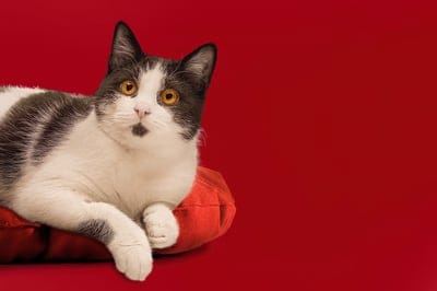 cat,wallpaper hd,wallpaper 4k,european shorthair,hd wallpaper,nature,pillow,desktop backgrounds,free background,cool backgrounds,black and white,animal,pet,domestic animal,mac wallpaper,4k wallpaper,beautiful wallpaper,red,free wallpaper,lying