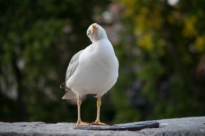 White seagull tilting its head on a textured stone wall against a soft green and yellow blurred background.