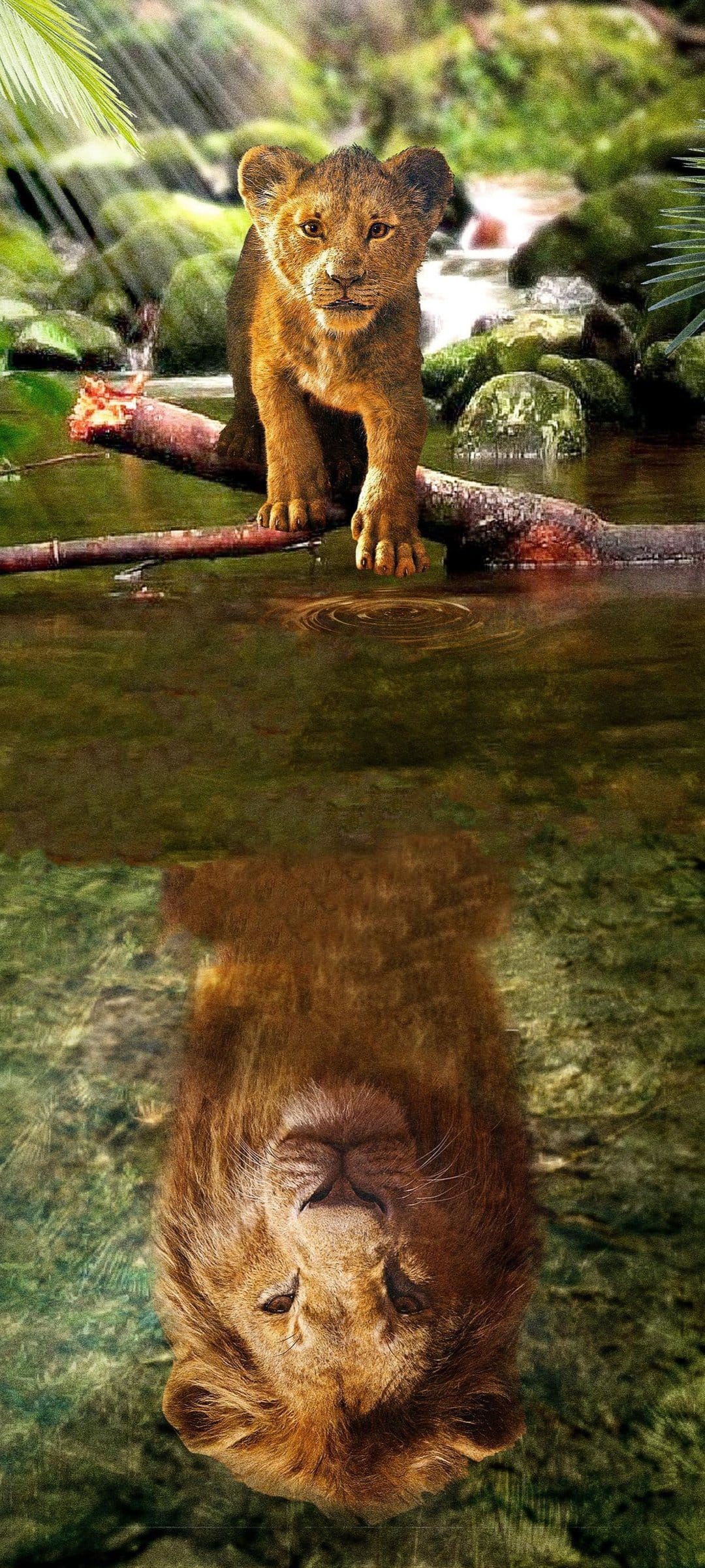 Lion cub on a log sees a majestic adult lion reflected in a stream surrounded by lush green jungle plants.