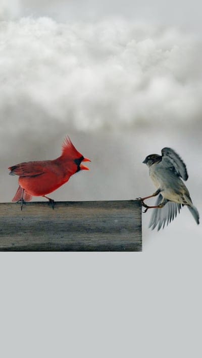 birds,red,gray,beak,wings,cry,clouds