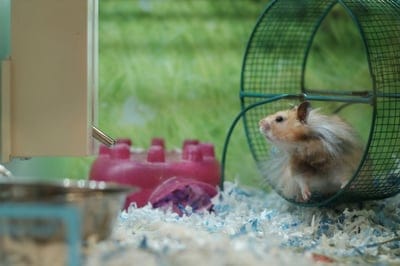 Rats,Rats wallpaper,mouse,hamster wallpaper,animal