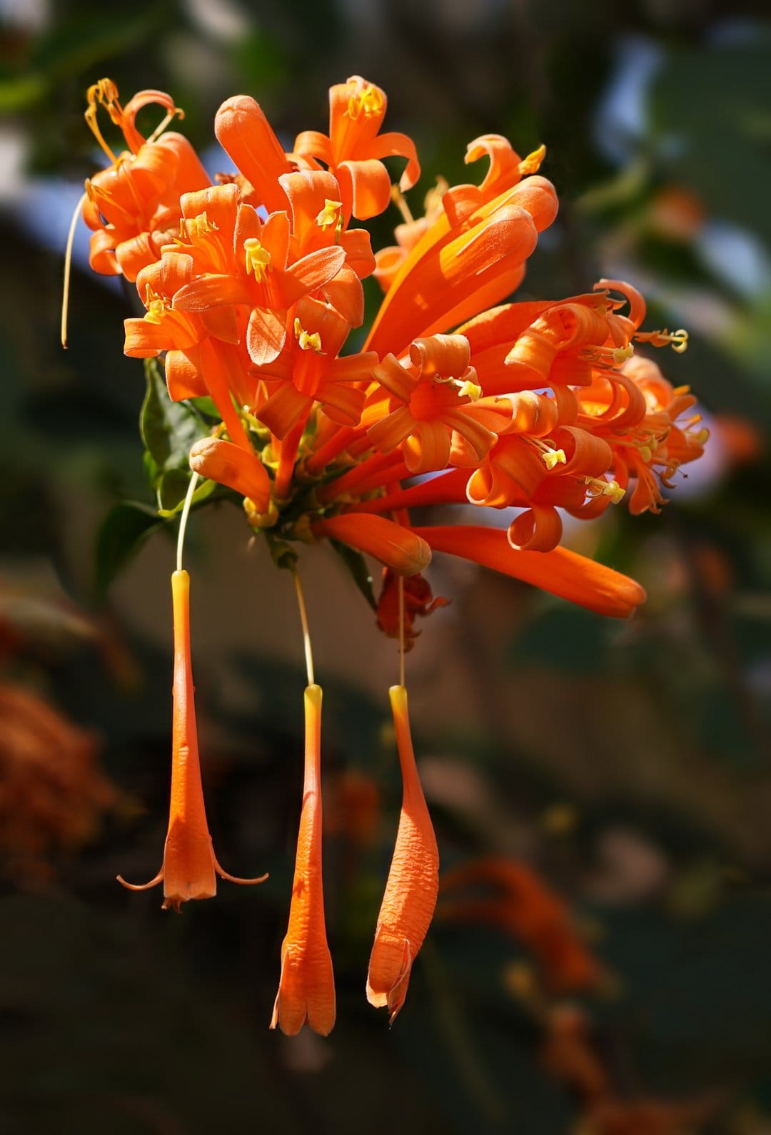 Orange trumpet flowers hang from a vine with soft sunlight filtering through green foliage in the background.