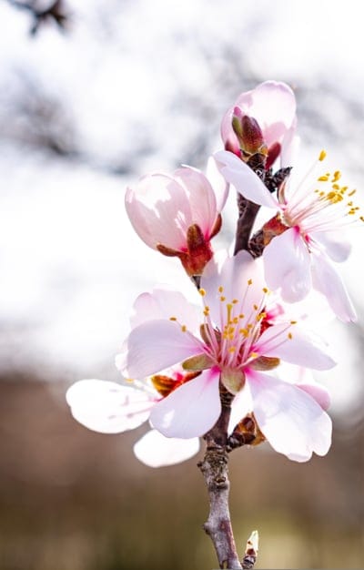 Pink almond blossoms with yellow stamens on a branch against a bright, creamy bokeh spring background.