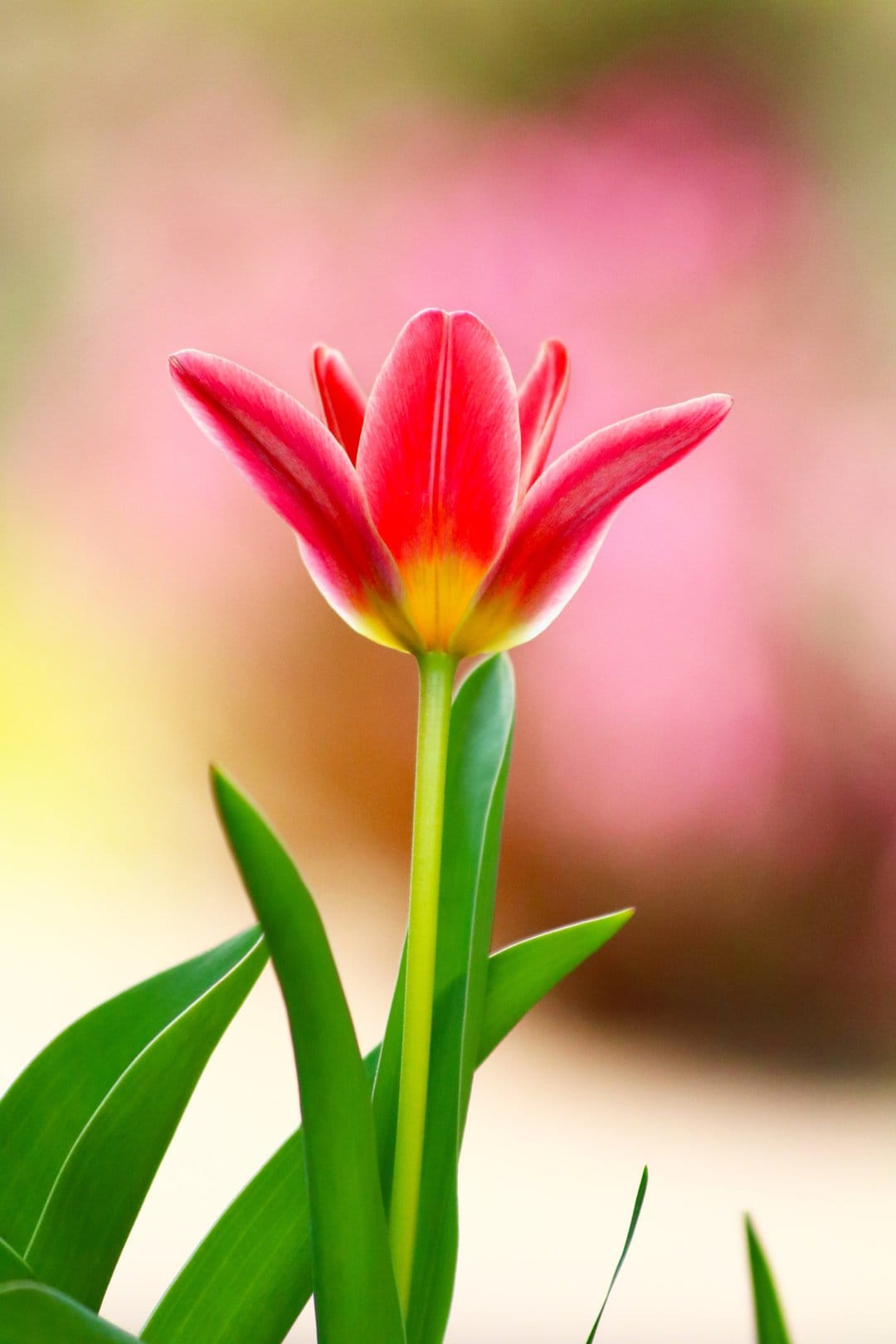 Red tulip flower with a yellow center and green leaves stands against a blurred pink and yellow background.
