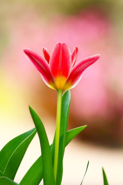 tulip, flower, red tulip, spring flower, floral, nature, botany, bloom, petal, leaf, green, yellow, pink, pastel, garden, close-up, macro, photography, beauty, elegance, vibrant, natural, delicate