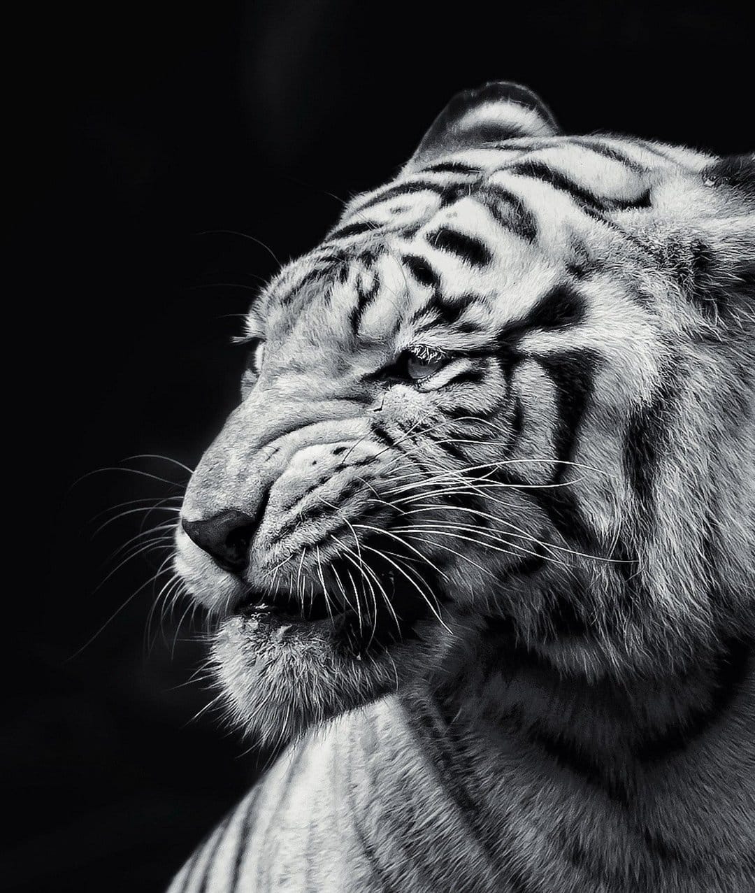 White tiger face in extreme close-up with detailed fur and stripes against a solid black background.