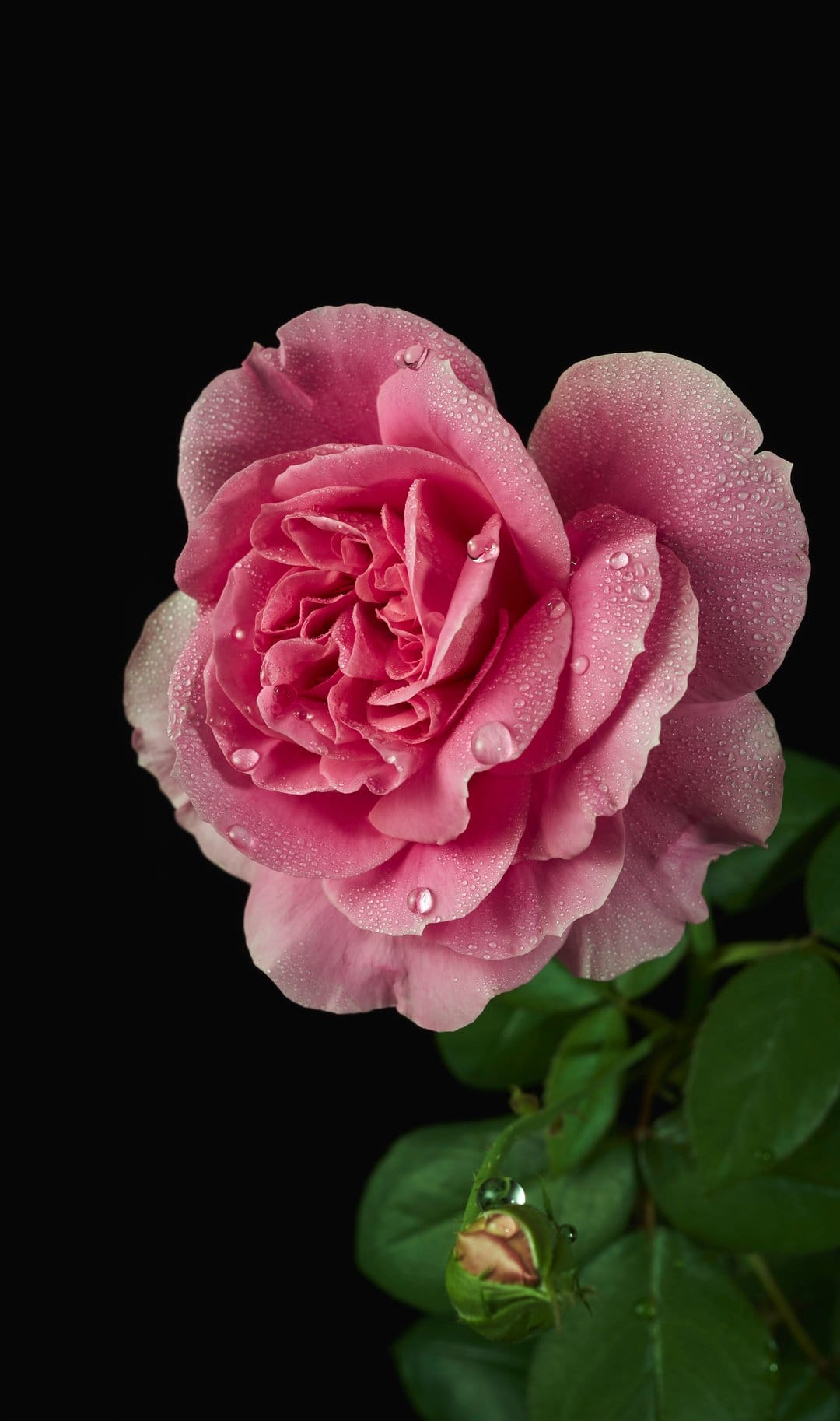 Pink rose with translucent water droplets on its petals against a solid black background with a small rosebud.