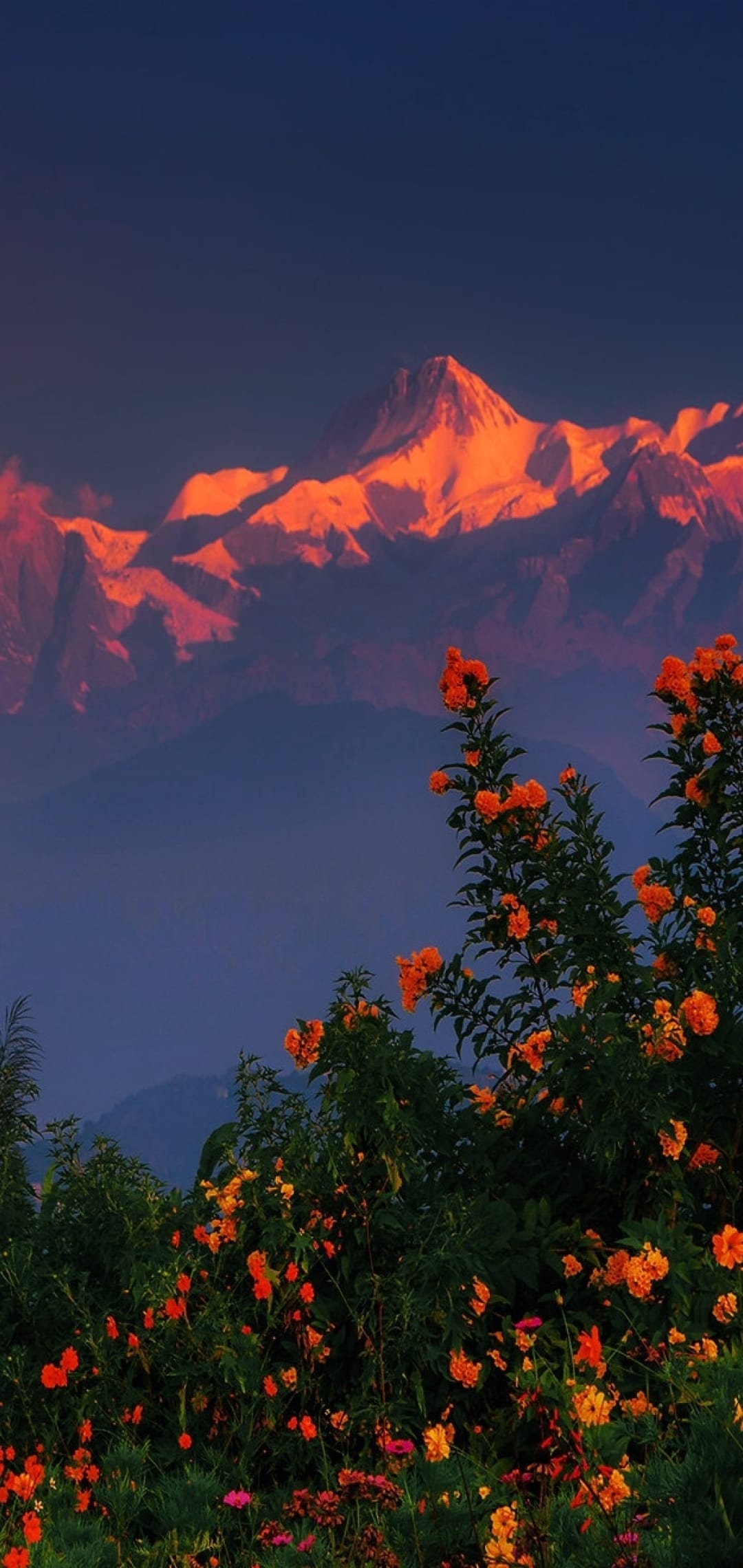 Snow-capped Himalayan peaks glow with sunrise light behind a foreground of orange and pink wildflowers.