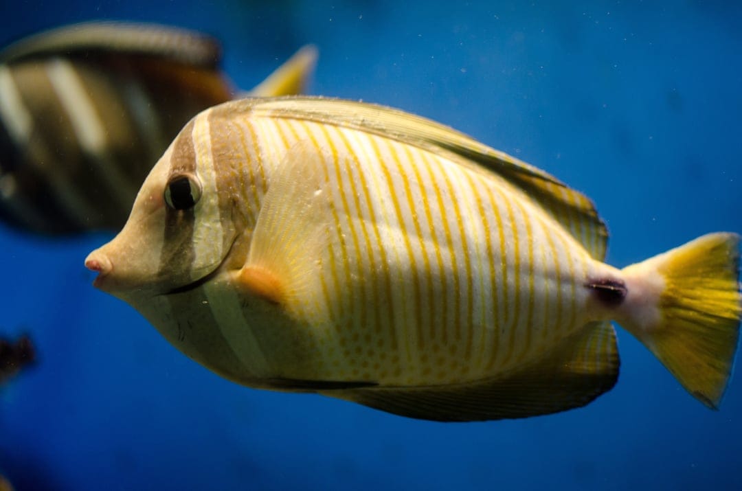 Yellow tang fish with yellow vertical stripes swims in clear blue water with a blurred fish in the background.