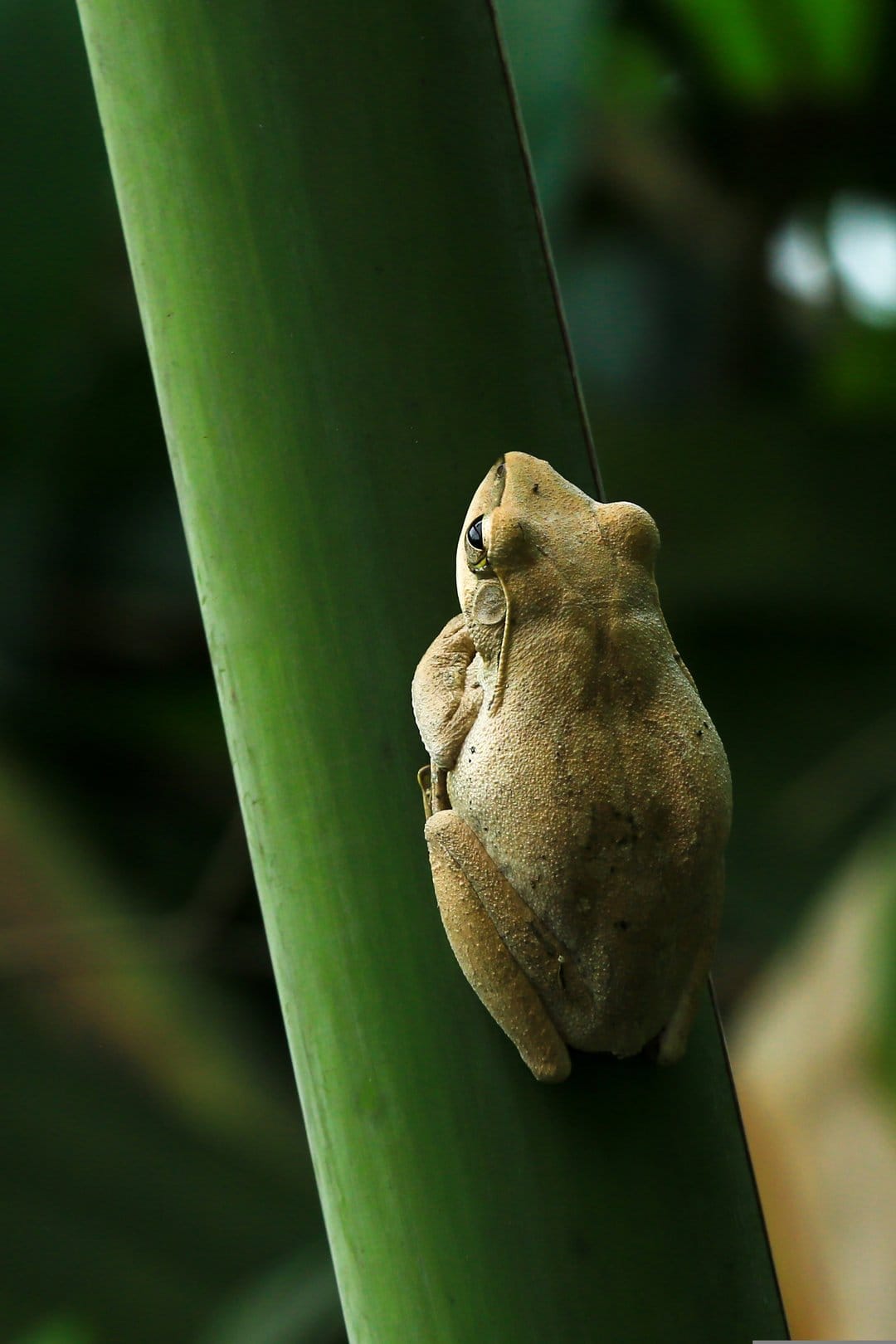 Tan tree frog clings to a thick green plant stem against a blurred backdrop of lush tropical foliage in macro view.