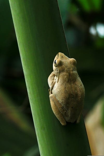 scaphiopus holbrookii,samsung wallpaper,toad,mobile wallpaper,beautiful wallpaper,frog,ipad wallpaper,green,wallpaper,frog wallpaper,green frog,lock screen wallpaper,banana branches,mobile wallpaper 4k,phone wallpaper,greenery,iphone wallpaper