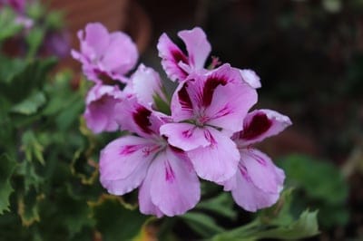 Pink geranium flowers with dark burgundy markings on petals set against a soft green blurred leaf background.
